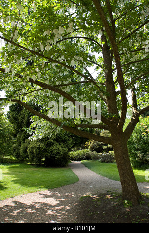 Dove Tree ou Pocket Handkerchef Tree (Davidia involucrata) en fleur au printemps à Sussex, Angleterre, Royaume-Uni Banque D'Images