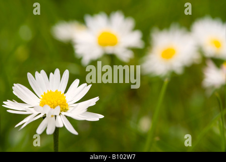 Macro close up horizontale commune de pâquerettes Bellis perennis 'pelouse' croissant dans une pelouse, à l'ensoleillement. Banque D'Images