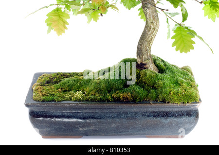 Couvert de mousse contenant Bonsai Banque D'Images