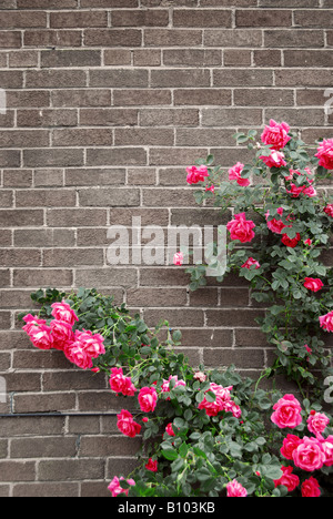 Escalade roses rouges sur un mur de brique d'une maison Banque D'Images