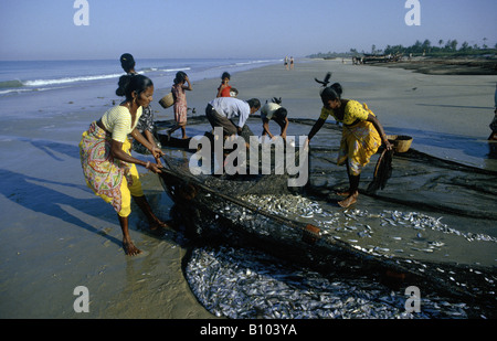 Un groupe de femmes transportant des filets de pêche plein de poissons fraîchement pêchés BENAULIM GOA INDE Banque D'Images