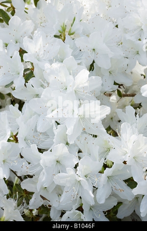 Fleurs blanches de Rhododendron Mucronatum en fleurs au printemps à Sussex, en Angleterre Banque D'Images