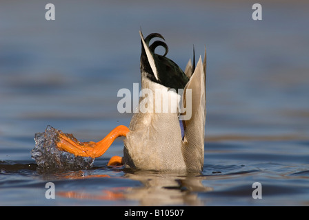 Alimentation Drake Canard colvert Anas platyrhynchos et dunk sur fond d'alimentation Amérique du Nord Banque D'Images