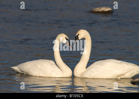 Paire de cygnes trompettes (Cygnus buccinator Banque D'Images