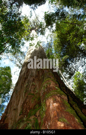 Tasmanian Oak Eucalyptus regnans à la forêt Réserver Tasmanie Banque D'Images