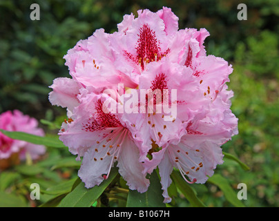 Rhododendron rose caucasicum hybridum 'Prince Camille de Rohan' en fleurs fleurs Banque D'Images