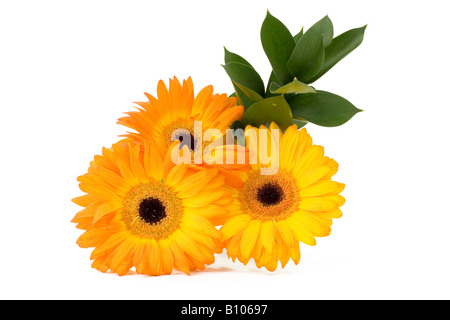 Bouquet de Gerbera Banque D'Images