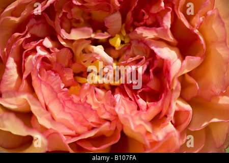 Gros plan sur la fleur de pivoine « souvenir de Maxime Cornu » en fleur au printemps, West Sussex, Angleterre, Royaume-Uni Banque D'Images