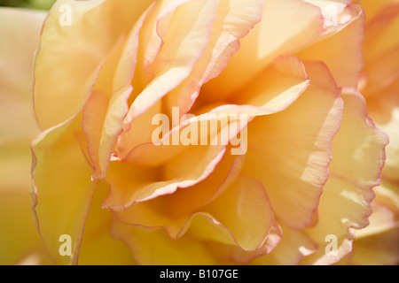 Gros plan sur la fleur de pivoine « souvenir de Maxime Cornu » en fleur au printemps, West Sussex, Angleterre, Royaume-Uni Banque D'Images