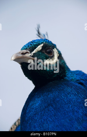 Paon bleu indien homme Head shot (Pavo cristatus) Banque D'Images