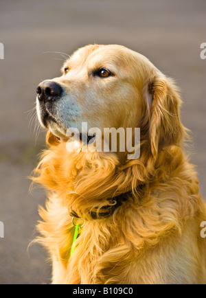 Mature mâle golden retriever dog Banque D'Images