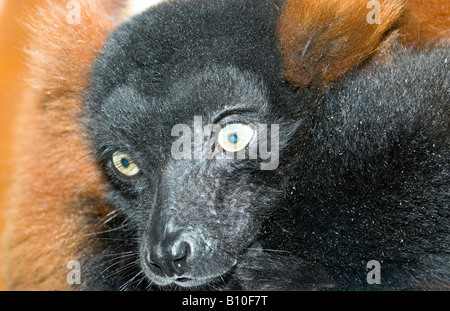 La Gélinotte Red Lemur Le Varecia variegata rubra Banque D'Images