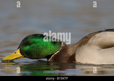 Mallard Drake écumer la surface de l'eau avec le projet de loi Anas platyrhynchos Banque D'Images
