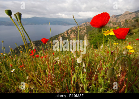 Fleurs sauvages et Papaver au Golfe de Porto sur l'île de Corse France Banque D'Images