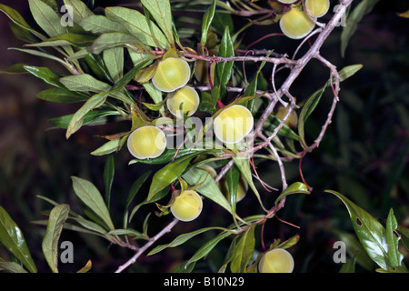 Fruits de African/Cape/Faux/Mauve Hibiscus Nain poilu// ou Sandrose - Anisodontea scabrosa-famille des Malvacées Banque D'Images