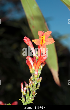 Honeysuckle-Tecoma capensis Cape-Famille Bignoniaceae Banque D'Images