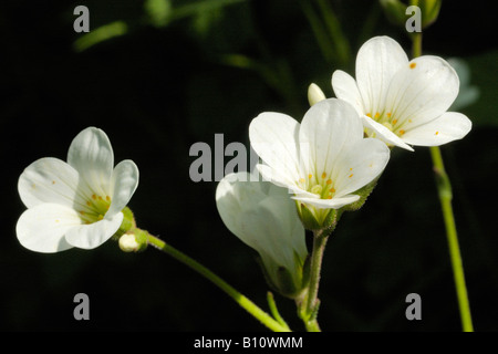 Meadow, Saxifrage saxifraga granulata Banque D'Images