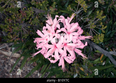 Nerina rose/rose Jonathan Cerrada-mon Paradis/Lily-Nerine sarniensis Guernesey-famille des Amaryllidacées Banque D'Images