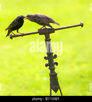 Les jeunes sont nourris à l'Étourneau rouleau de jardin. Starling Sturnus vulgaris Banque D'Images