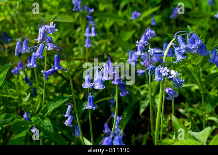 Vue rapprochée de la fleur bluebell genre hyacinthoides photographié dans soleil du printemps Banque D'Images