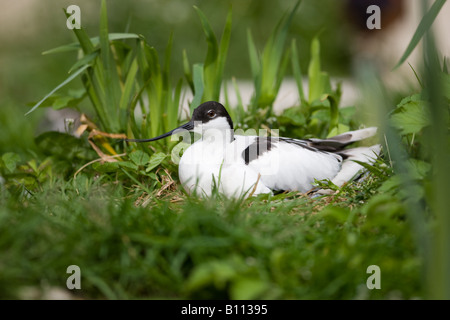 Avocette élégante Recurvirostra avosetta - reproduction Banque D'Images