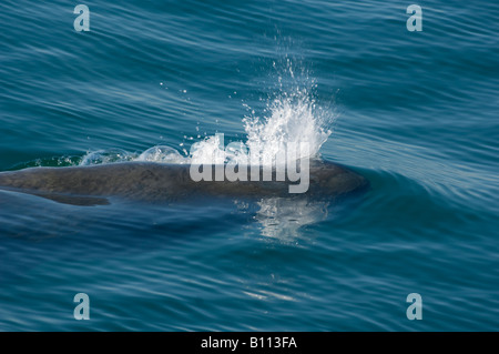 Le cachalot (Physeter macrocephalus) soufflant à la surface, la Mer de Cortez , Baja California, Mexique Banque D'Images