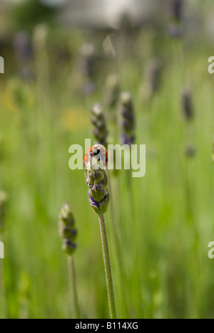 Coccinelle sur la lavande Banque D'Images