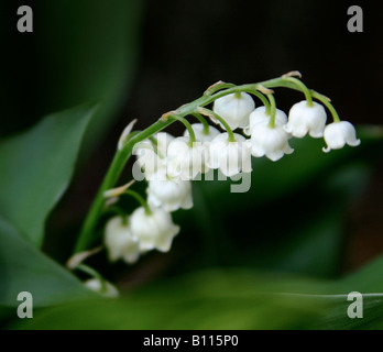 Le Muguet, qui fleurit au printemps. Banque D'Images