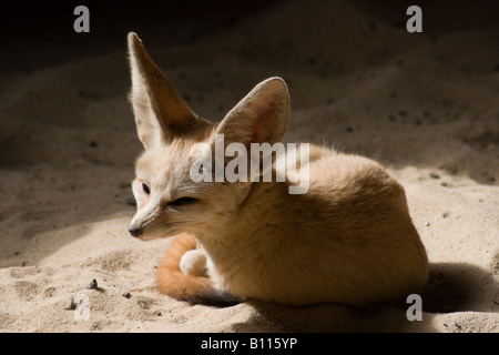 Fennec fox ou Desert Fox Vulpes zerda à cinq soeurs zoo près de Livingstone l'Ecosse Banque D'Images