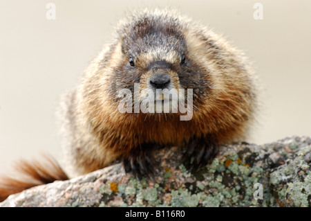 Stock photo d'une marmotte à ventre jaune assis sur un rocher, le Parc National de Yellowstone. Banque D'Images