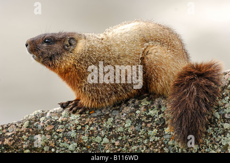 Stock photo d'une marmotte à ventre jaune assis sur un rocher, le Parc National de Yellowstone. Banque D'Images