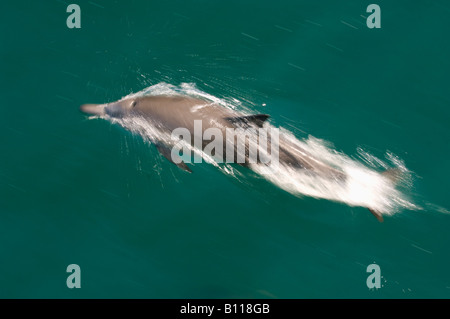 Dauphin commun à long bec (Delphinus capensis) Mer de Cortez, Baja California au Mexique Banque D'Images