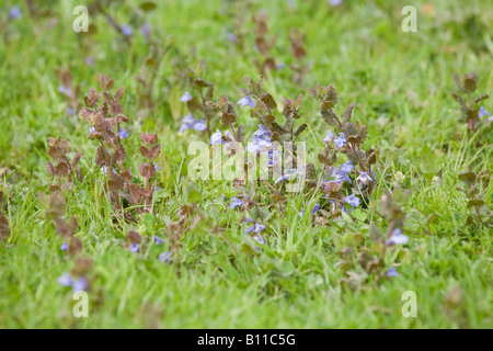 Lierre de terre (Glechoma hederacea) dans la fleur au printemps. Sussex, Angleterre, Royaume-Uni Banque D'Images