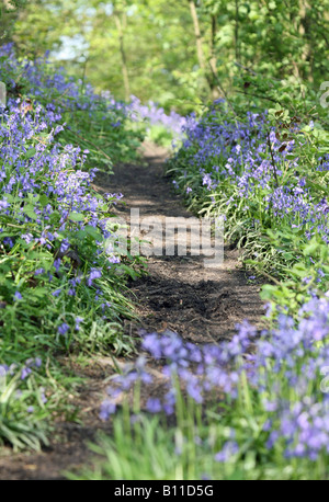 Un sentier à travers un bois de Bluebell anglais au printemps avec les feuilles sur les arbres qui viennent de sortir, Angleterre, Royaume-Uni Banque D'Images