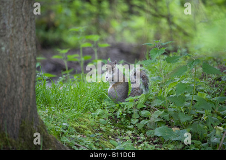 Un seul Squirrel gris (Sciurus carolinensis) pour la nourriture sur le sol dans la forêt de Sussex au printemps Banque D'Images