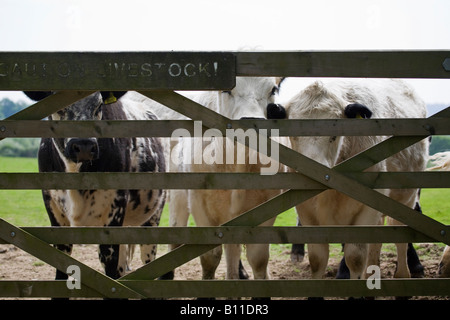 Un troupeau mixte de bovins blancs et frisésiens britanniques se tenant derrière une porte inscrite « attention bétail » au printemps. Sussex, Angleterre. Banque D'Images