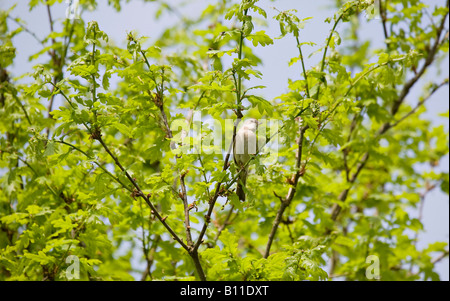 Un oiseau Whitethroat commun (Sylvia communis) perché sur une branche au printemps. Sussex, Angleterre, Royaume-Uni Banque D'Images