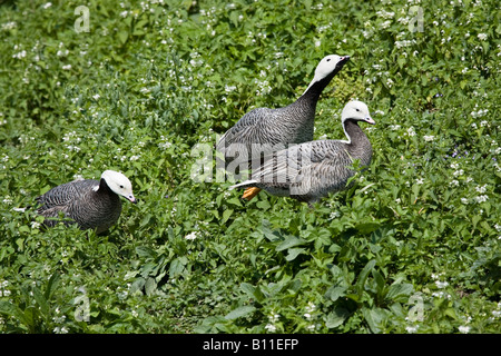 Un groupe d'Oies Empereur (Anser canagicus) se promenant dans le jardin au printemps, Sussex, angleterre, Royaume-Uni Banque D'Images