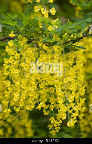 Gros plan sur les fleurs jaunes de l'arbre Laburnum commun (Laburnum anagyroides) au printemps. Sussex, Royaume-Uni Banque D'Images