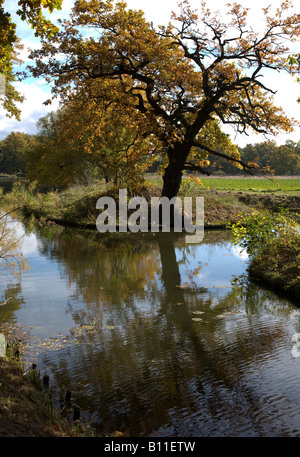 Wörlitz, Landschaftspark, Eiche in den Anlagen Banque D'Images