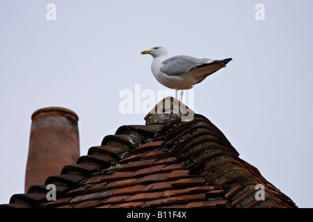 Un crâne de hareng européen (Larus argentatus) se tenant sur le sommet d'un toit en tuiles rouges. Sussex, Angleterre, Royaume-Uni Banque D'Images