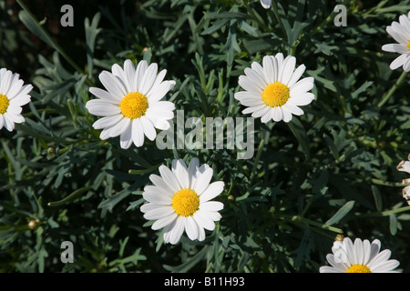 Les marguerites sauvages sur un pré Banque D'Images