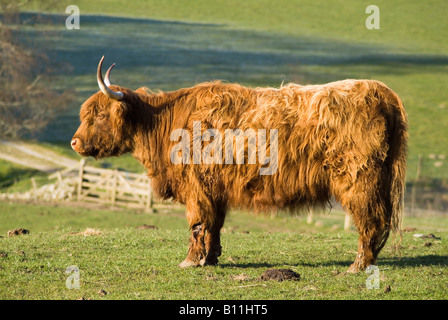 dh Highland cow COW UK Shaggy Hait Horned Highland coachs in field scottish long hairy animal coachs hair scotland Breed Banque D'Images