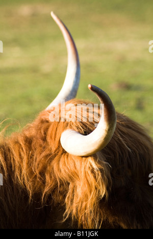 dh Highland vache COW Royaume-Uni Shaggy cheveux Highlands vaches cornes gros plan scottish vaches Head Hair bétail animal Banque D'Images