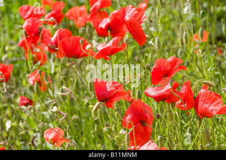 Fleurs de pavot rouge dans un champ d'herbe Banque D'Images