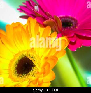 Suppression des Gerberas jaune et rose close up Banque D'Images