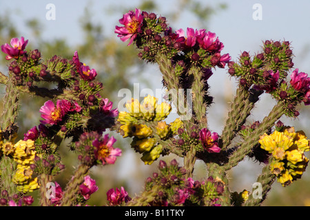 Canne ou walkingstick (cholla opuntia spinosior ou Cylindropuntia), Arizona, USA Banque D'Images