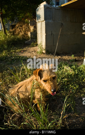 Petit chien attaché à son chenil en ruine avec une chaîne Banque D'Images