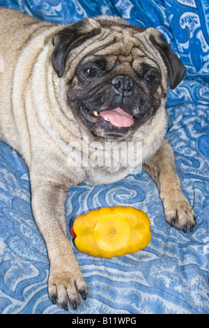 3 12 ans homme chien Pug, Dougie, avec son jouet préféré Banque D'Images