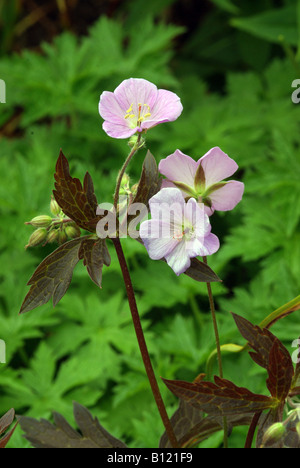 Geranium maculatum espresso Banque D'Images